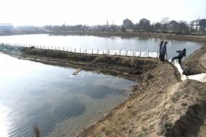 江蘇蘇州陽(yáng)澄湖魚塘用戶使用事成魚藥